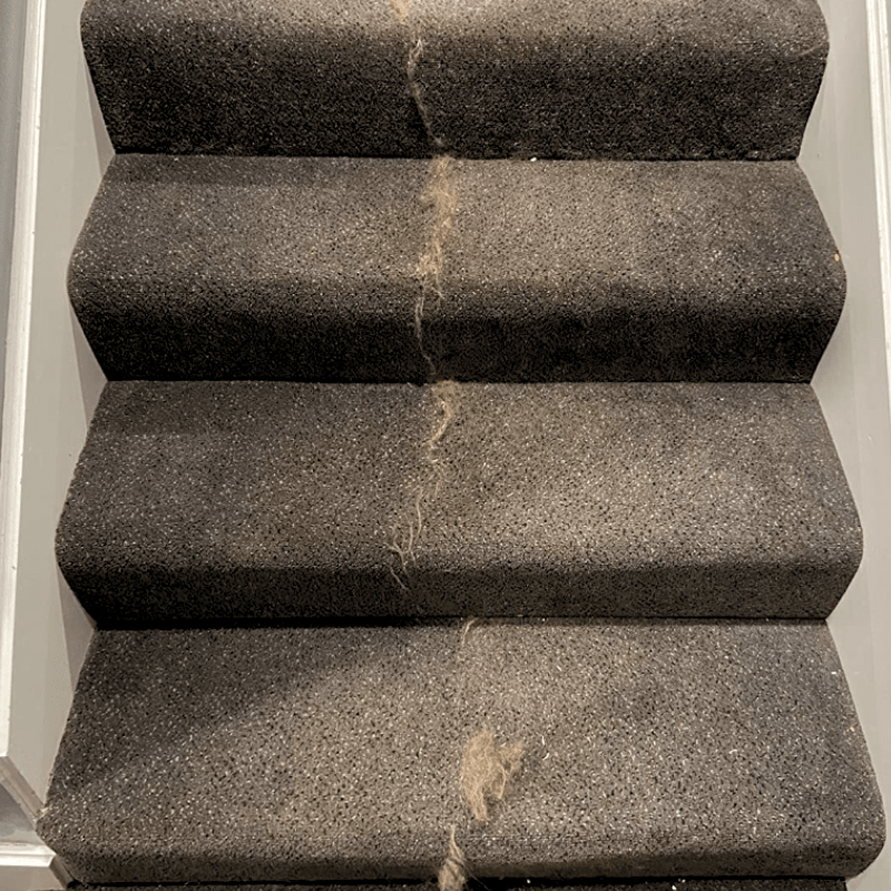 Éliminateur de poils d’animauxPurravia Pet Living Store