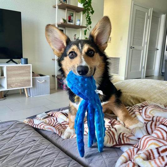 Jouet poulpe résistant à la masticationPurravia Pet Living Store